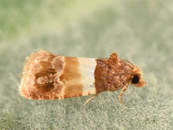 Epinotia festivana Hb. adulte - Philippe Mothiron