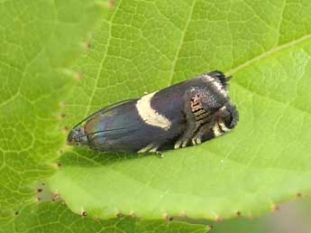 Grapholita fissana Frl. adulte - Jean-Pierre Lamoline