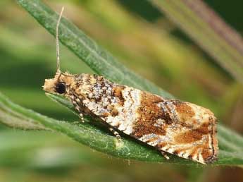 Celypha flavipalpana H.-S. adulte - ©Friedmar Graf