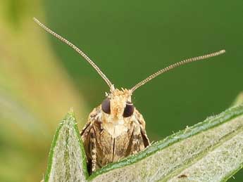 Celypha flavipalpana H.-S. adulte - ©Friedmar Graf