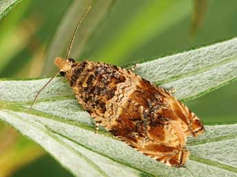 Celypha flavipalpana H.-S. adulte - ©Friedmar Graf