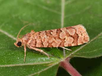 Lozotaeniodes formosana Frl. adulte - ©Philippe Mothiron