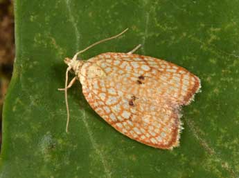 Acleris forsskaleana L. adulte - ©Philippe Mothiron