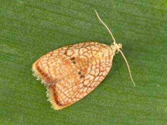 Acleris forsskaleana L. adulte - Philippe Mothiron