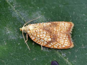 Acleris forsskaleana L. adulte - Lionel Taurand