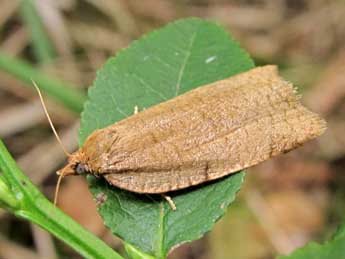 Lozotaenia forsterana F. adulte - ©Friedmar Graf