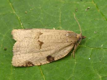 Lozotaenia forsterana F. adulte - Nicole Lepertel