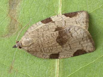 Lozotaenia forsterana F. adulte - Patrick Clement