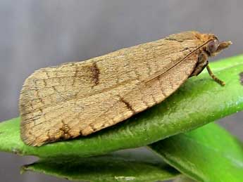 Lozotaenia forsterana F. adulte - ©Friedmar Graf