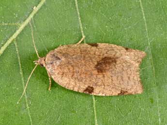 Lozotaenia forsterana F. adulte - Philippe Mothiron