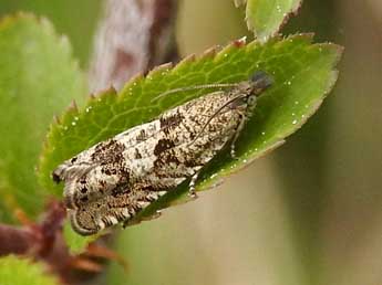 Dichrorampha forsteri Obraztsov adulte - ©Jean-Pierre Lamoline