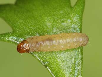  Chenille de Dichrorampha forsteri Obraztsov - ©Jrg Schmid