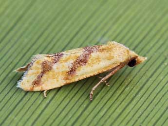 Aethes francillana F. adulte - ©Lionel Taurand