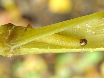  Chenille de Pristerognatha fuligana D. & S. - Ruben Meert