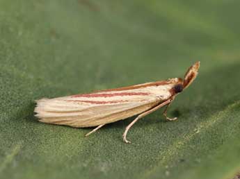 Hypsotropa gallohispanicella Lrt adulte - Lionel Taurand