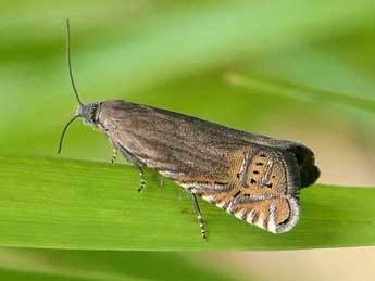 Grapholita gemmiferana Tr. adulte - ©Jean-Pierre Lamoline