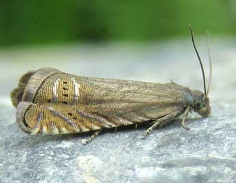 Grapholita gemmiferana Tr. adulte - ©Ruben Meert