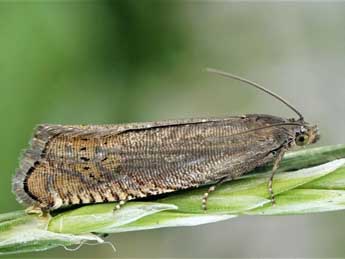 Grapholita gemmiferana Tr. adulte - ©Friedmar Graf