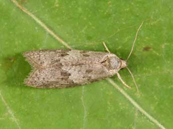 Cnephasia genitalana Pierce & Metc. adulte - Philippe Mothiron