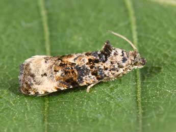 Endothenia gentianaeana Hb. adulte - Philippe Mothiron