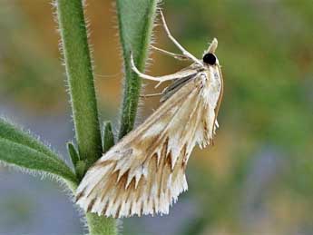 Cynaeda gigantea Wocke adulte - ©Friedmar Graf