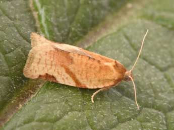 Paramesia gnomana Cl. adulte - Philippe Mothiron