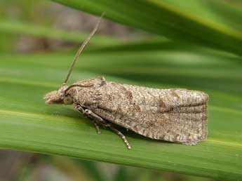 Epiblema grandaevana Lienig adulte - ©Emmanuelle Champion