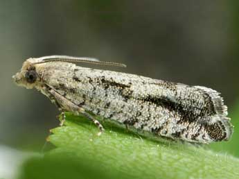 Epinotia granitana H.-S. adulte - ©Friedmar Graf