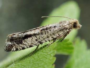 Epinotia granitana H.-S. adulte - ©Friedmar Graf