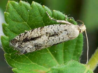 Epinotia granitana H.-S. adulte - Friedmar Graf