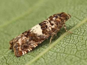 Epiblema graphana Tr. adulte - ©Lionel Taurand