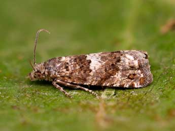 Epiblema graphana Tr. adulte - Lionel Taurand