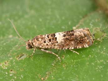 Epiblema graphana Tr. adulte - Philippe Mothiron