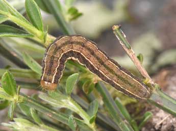  Chenille de Trigonophora haasi Stgr - Philippe Mothiron