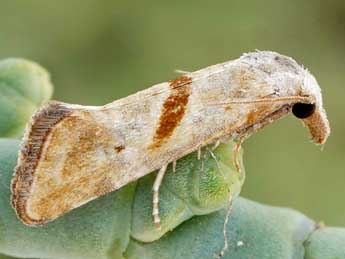 Cochylimorpha halophilana Christoph adulte - ©Friedmar Graf