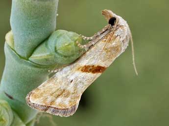 Cochylimorpha halophilana Christoph adulte - Friedmar Graf