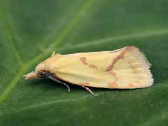 Agapeta hamana L. adulte - Lionel Taurand