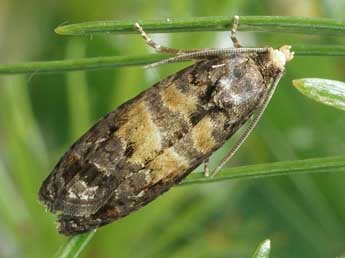 Cymolomia hartigiana Saxesen in Ratz. adulte - Friedmar Graf