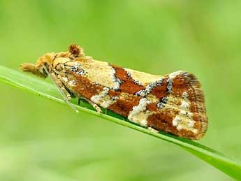 Aethes hartmanniana Cl. adulte - ©Philippe Mottet