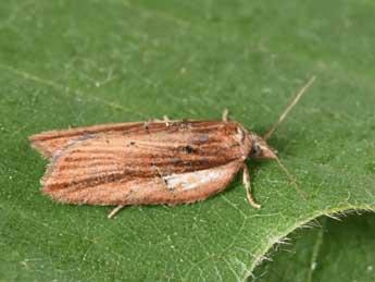 Acleris hastiana L. adulte - ©Philippe Mothiron