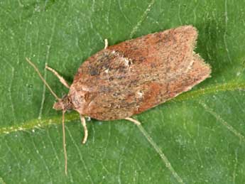 Acleris hastiana L. adulte - Philippe Mothiron