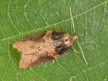 Acleris hastiana L. adulte - ©Philippe Mothiron