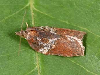 Acleris hastiana L. adulte - Philippe Mothiron