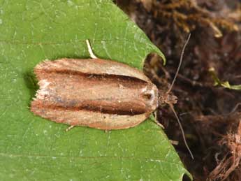 Acleris hastiana L. adulte - ©Philippe Mothiron