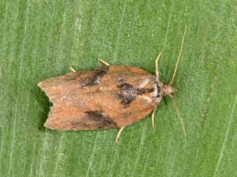 Acleris hastiana L. adulte - ©Philippe Mothiron