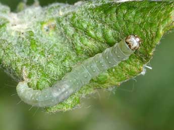  Chenille de Acleris hastiana L. - ©Patrick Clement