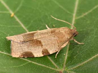 Choristoneura hebenstreitella Mller adulte - Philippe Mothiron