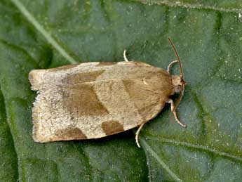 Choristoneura hebenstreitella Mller adulte - Lionel Taurand