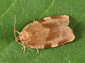 Choristoneura hebenstreitella Mller adulte - ©Philippe Mothiron