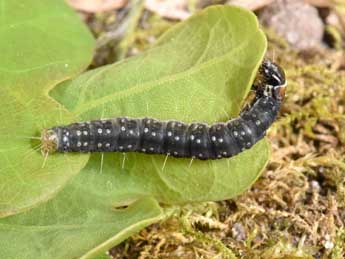  Chenille de Choristoneura hebenstreitella Mller - ©Philippe Mothiron